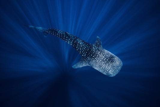 Whale sharks: the gentle giants of the sea