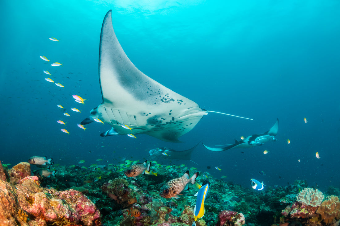 Manta Rays: gliding through the ocean